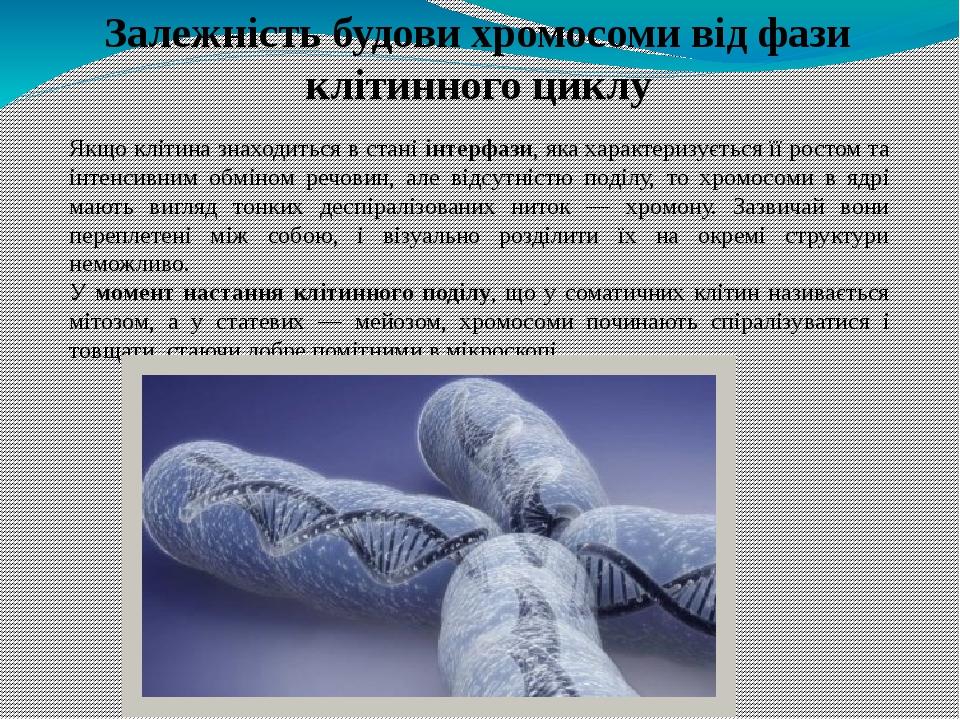 Презентація " Хромосоми. Будова. Каріотип." | Презентація. Біологія