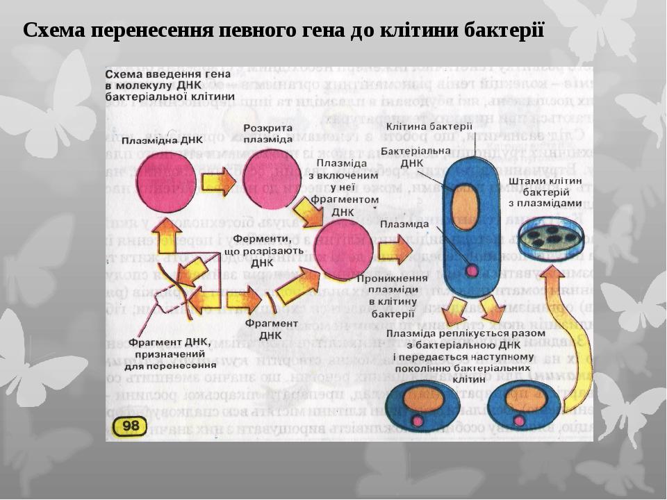 Схема перенесення певного гена до клітини бактерії