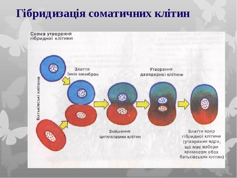 Гібридизація соматичних клітин