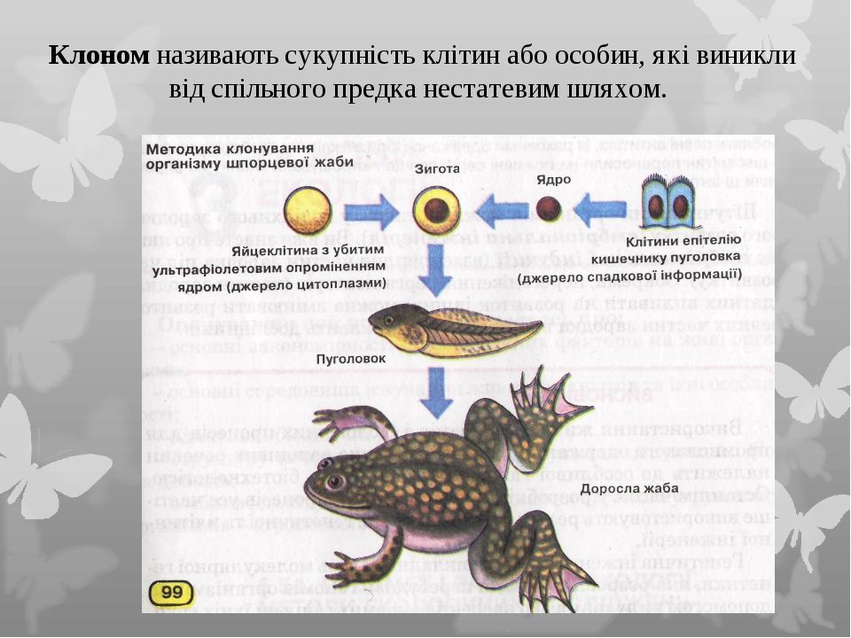 Клоном називають сукупність клітин або особин, які виникли від спільного предка нестатевим шляхом.