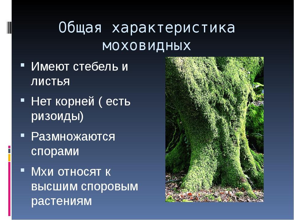 Тема мхи 7 класс. Стебель моховидных. Моховидные презентация. Мхи презентация. Классы мхов.