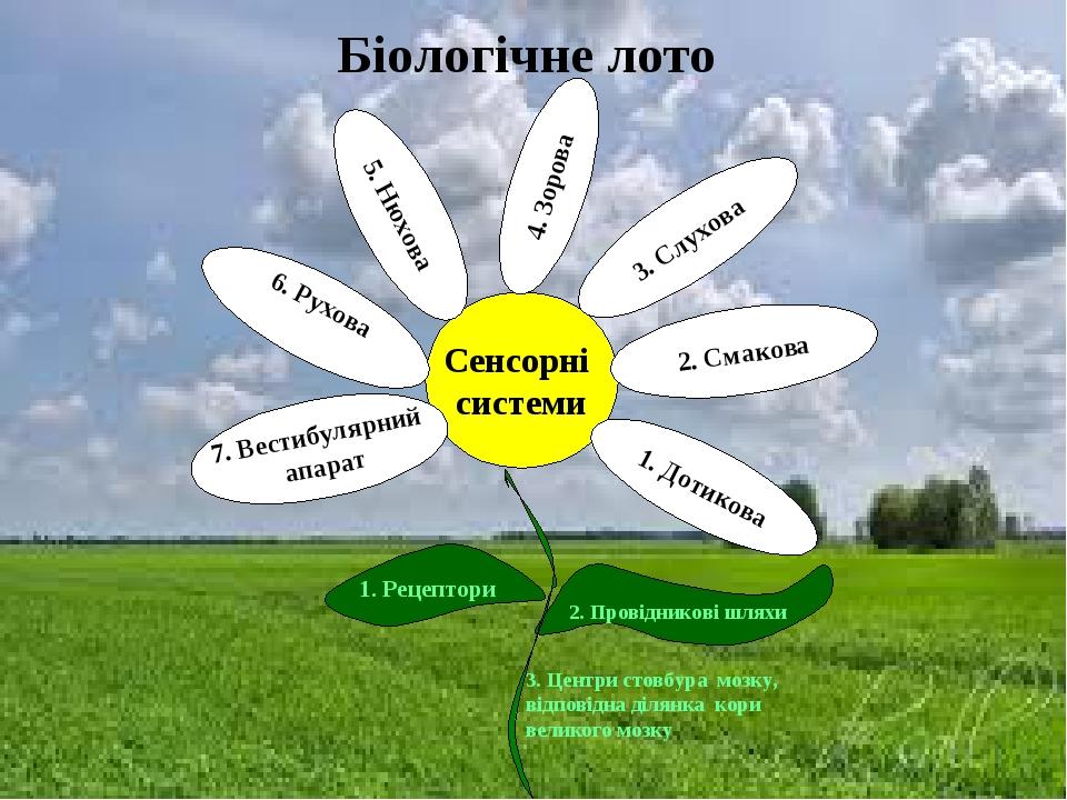 Біологічне лото Сенсорні системи 1. Дотикова 2. Смакова 3. Слухова 6. Рухова 7. Вестибулярний апарат 5. Нюхова 4. Зорова 1. Рецептори 2. Провіднико...