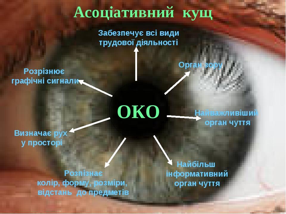 Асоціативний кущ ОКО Найбільш інформативний орган чуття Найважливіший орган чуття Орган зору Забезпечує всі види трудової діяльності Розрізнює граф...