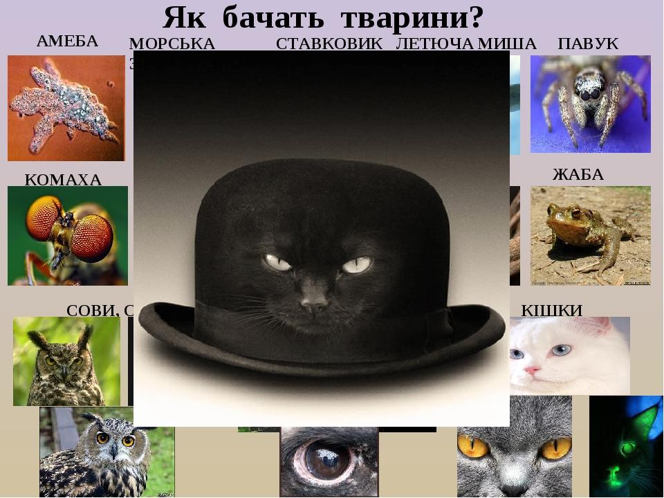 Як бачать тварини? АМЕБА СТАВКОВИК ХАМЕЛЕОН КОМАХА ПАВУК КІШКИ МОРСЬКА ЗІРКА МОЛЮСКИ ЛЕТЮЧА МИША ЖАБА КАЛЬМАР ВОСЬМИНІГ СОВИ, СИЧІ ЯСТРУБИ, ОРЛИ