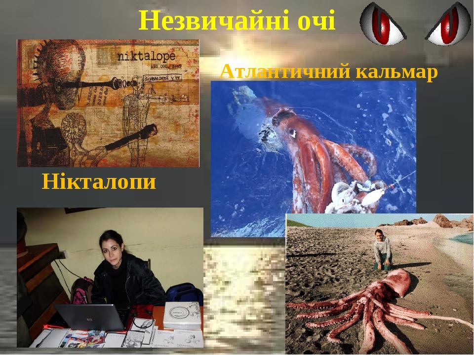 Незвичайні очі Нікталопи Атлантичний кальмар