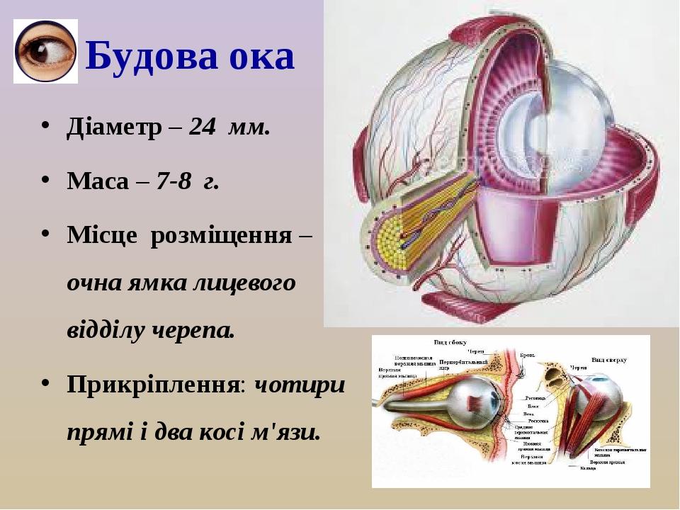 Будова ока Діаметр – 24 мм. Маса – 7-8 г. Місце розміщення – очна ямка лицевого відділу черепа. Прикріплення: чотири прямі і два косі м'язи.