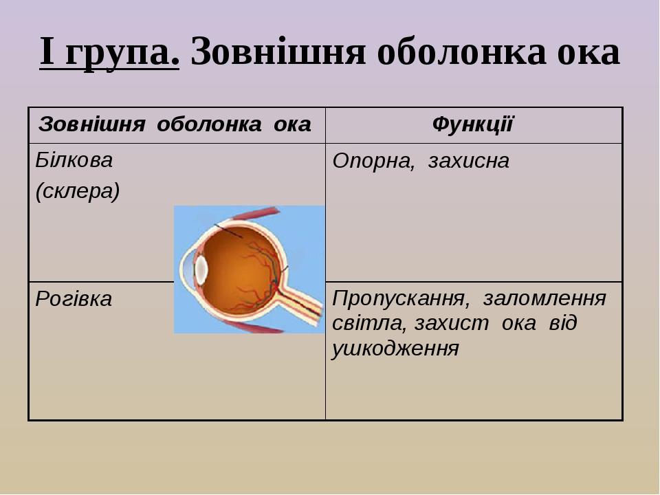 І група. Зовнішня оболонка ока Зовнішня оболонка ока Функції Білкова (склера) Опорна, захисна Рогівка Пропускання, заломлення світла, захист ока ві...
