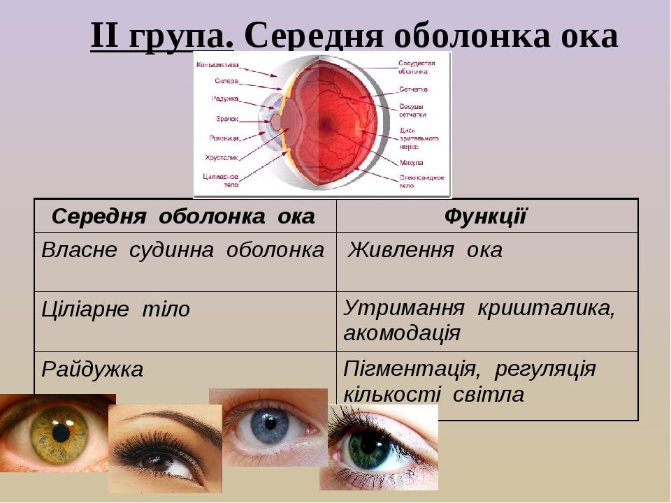 ІІ група. Середня оболонка ока Середня оболонка ока Функції Власне судинна оболонка Живлення ока Ціліарне тіло Утримання кришталика, акомодація Рай...