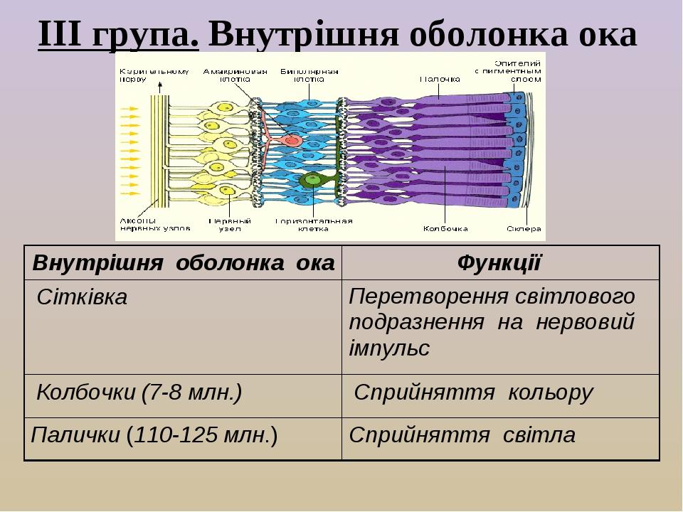 ІІІ група. Внутрішня оболонка ока Внутрішня оболонка ока Функції Сітківка Перетворення світлового подразнення на нервовий імпульс Колбочки (7-8 млн...