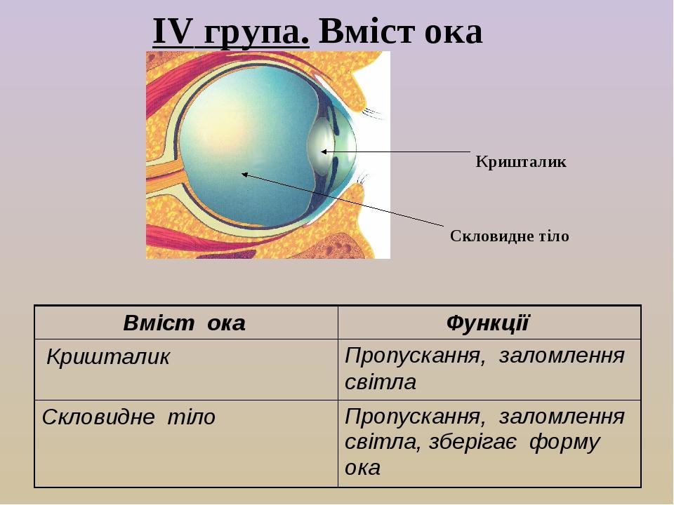 ІV група. Вміст ока Кришталик Скловидне тіло Вміст ока Функції Кришталик Пропускання, заломлення світла Скловидне тіло Пропускання, заломлення світ...