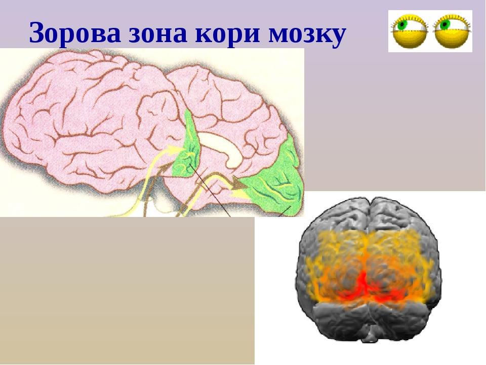 Зорова зона кори мозку