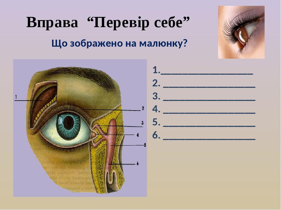 Що зображено на малюнку? 1._________________ 2. _________________ 3. _________________ 4. _________________ 5. _________________ 6. _______________...