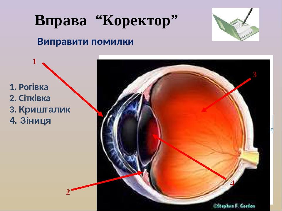 1 2 4 3 1. Рогівка 2. Сітківка 3. Кришталик 4. Зіниця Виправити помилки Вправа “Коректор” 1 2 3 4