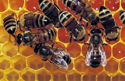 Тема. Міні-проект «Життя медоносної бджоли».