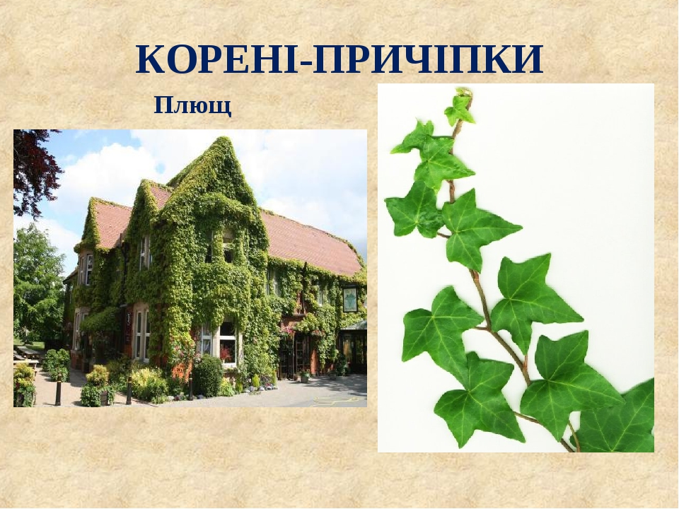 Презентація на тему "Видозміни коренів"