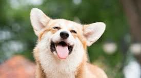 Урок на тему: We have got a pet