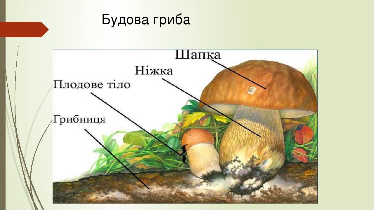 Будова гриба картинка