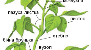 Пагін — вегетативний орган рослини