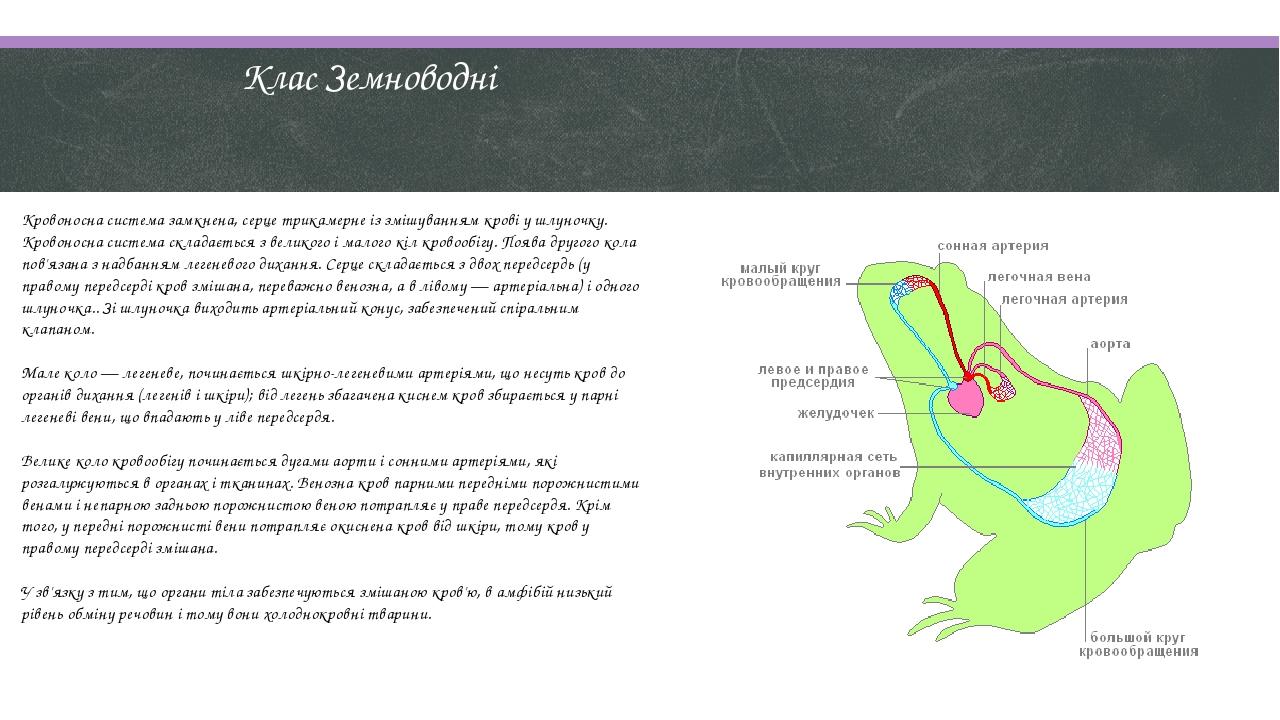 Tipi Krovonosnoyi Sistemi U Hrebetnih Evolyuciya Transportnoyi Sistemi