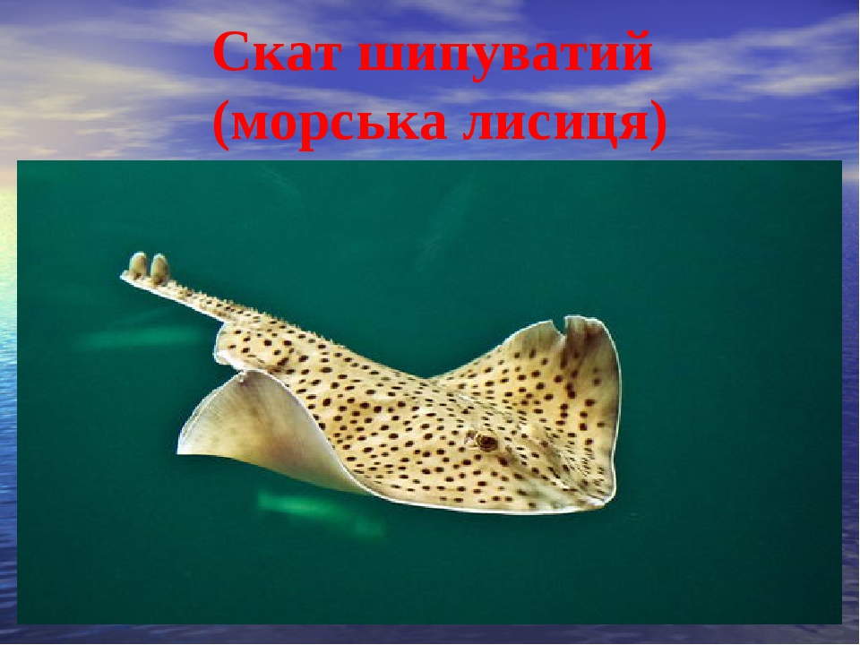 Лисы черное море. Скат морская лисица. Морская лисица черное море. Скат лисица Черноморская. Raja clavata морская лисица.