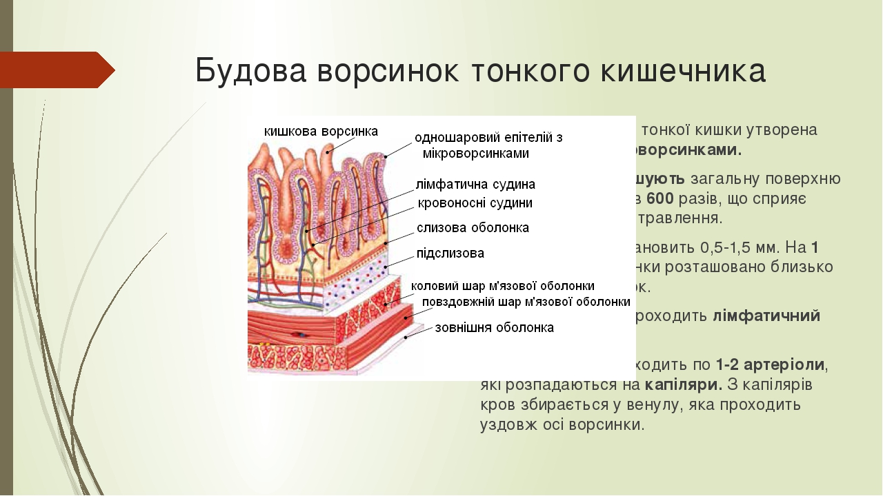 Для чего стенки тонкого кишечника человека образуют ворсинки