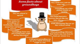 Постер “Some Facts about Groundhogs”