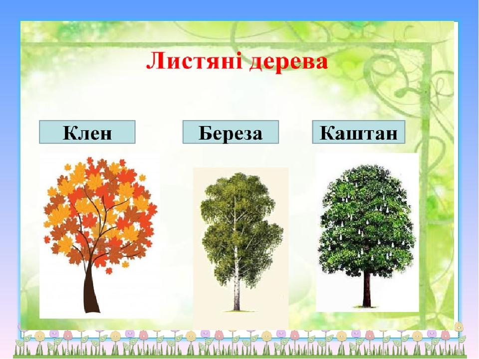 Деревья береза клен. Листяні дерева. Древесина береза каштан клён. Деревья клены березы. Паспорт дерева клен.