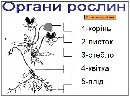 УРОК З КУРСУ «Я ДОСЛІДЖУЮ СВІТ» ЗА ТЕМОЮ «БУДОВА РОСЛИН»