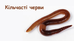 Кільчасті черви. Ознаки будови.