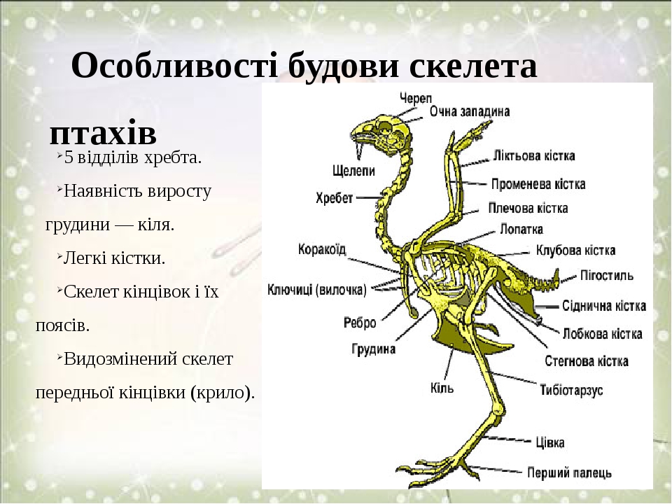 Строение и сходство животных задания.