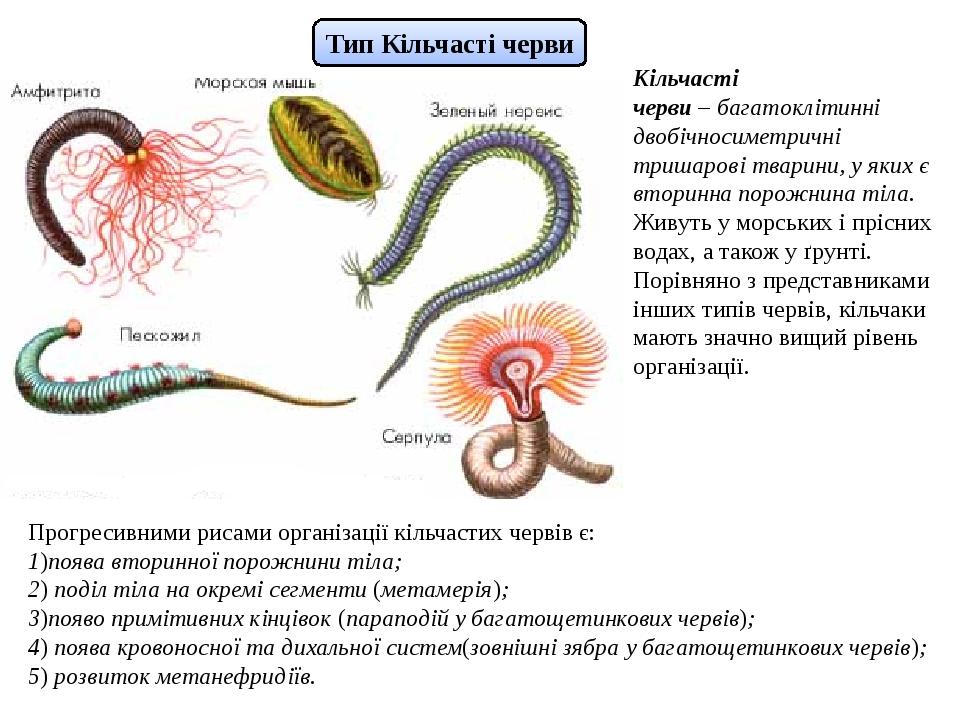 Черви особенности группы. Кольчатые черви общая характеристика. Ленточный червь немертина. Тіло кільчастих червів складається з.