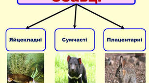 Конспект до теми  "Ссавці".
