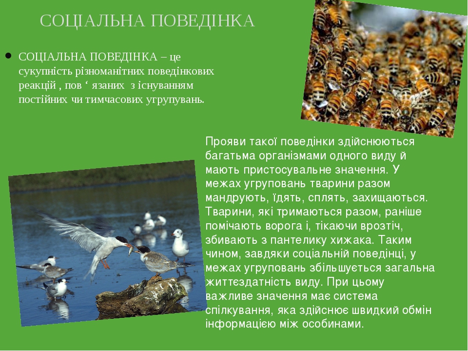 СОЦІАЛЬНА ПОВЕДІНКА – це сукупність різноманітних поведінкових реакцій , пов ‘ язаних з існуванням постійних чи тимчасових угрупувань. СОЦІАЛЬНА ПО...