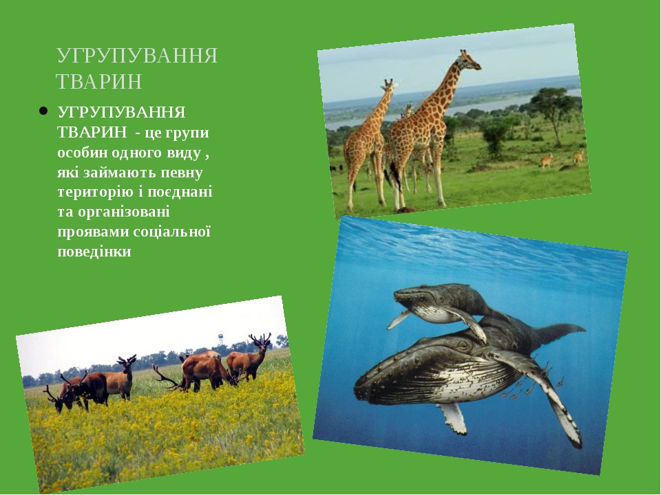 УГРУПУВАННЯ ТВАРИН - це групи особин одного виду , які займають певну територію і поєднані та організовані проявами соціальної поведінки УГРУПУВАНН...