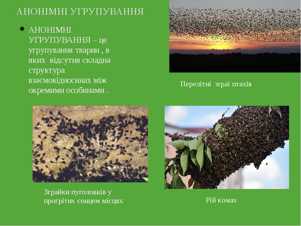 АНОНІМНІ УГРУПУВАННЯ – це угрупування тварин , в яких відсутня складна структура взаємовідносинах між окремими особинами . АНОНІМНІ УГРУПУВАННЯ Пер...