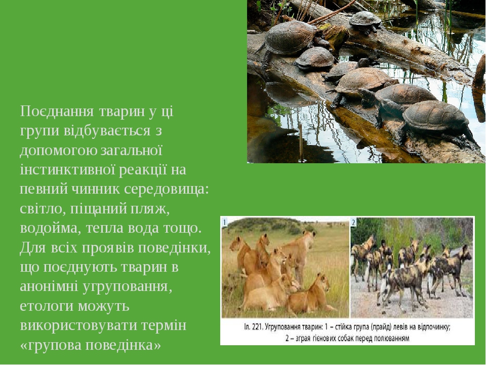 Поєднання тварин у ці групи відбувається з допомогою загальної інстинктивної реакції на певний чинник середовища: світло, піщаний пляж, водойма, те...