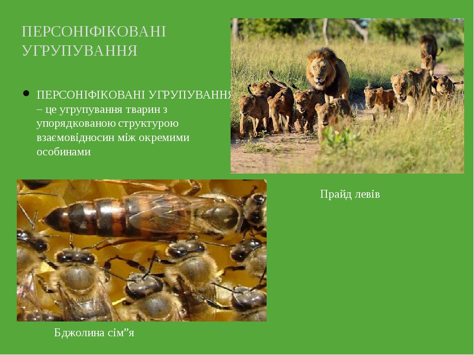 ПЕРСОНІФІКОВАНІ УГРУПУВАННЯ – це угрупування тварин з упорядкованою структурою взаємовідносин між окремими особинами ПЕРСОНІФІКОВАНІ УГРУПУВАННЯ Пр...