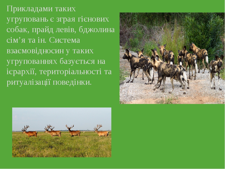 Прикладами таких угруповань є зграя гієнових собак, прайд левів, бджолина сім’я та ін. Система взаємовідносин у таких угрупованнях базується на ієр...