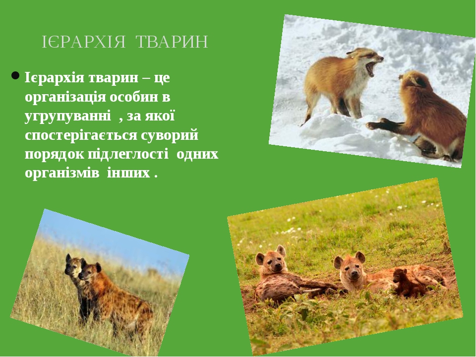 Ієрархія тварин – це організація особин в угрупуванні , за якої спостерігається суворий порядок підлеглості одних організмів інших . ІЄРАРХІЯ ТВАРИН