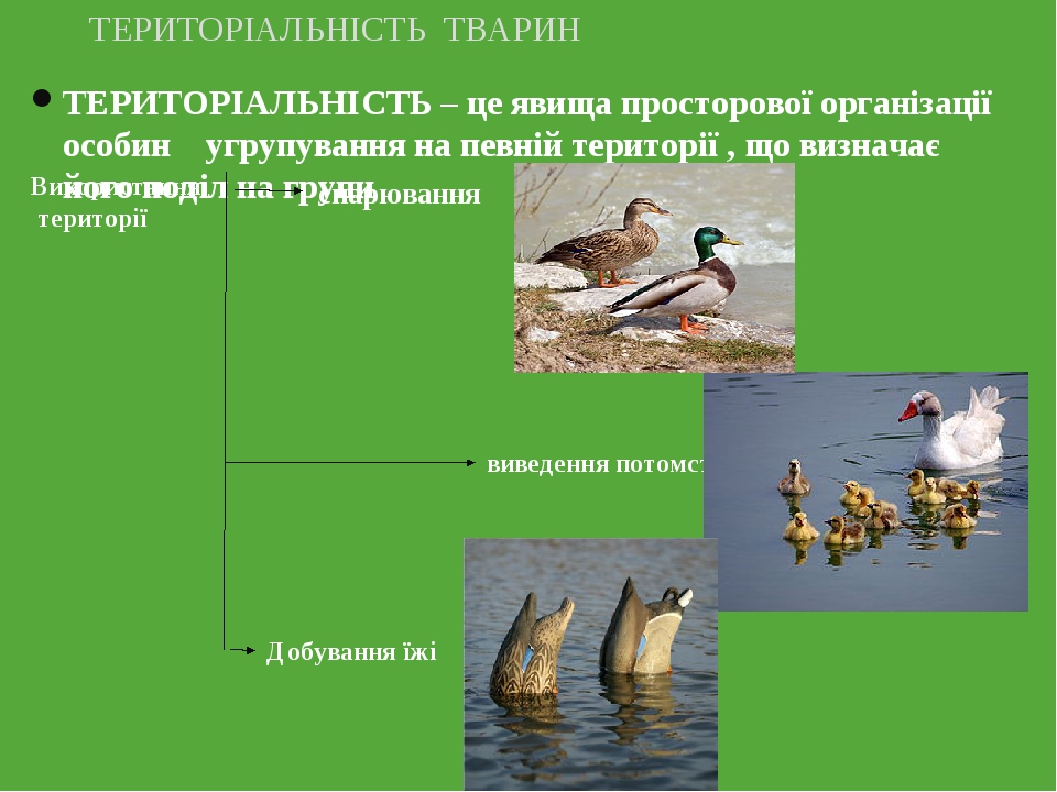 ТЕРИТОРІАЛЬНІСТЬ – це явища просторової організації особин угрупування на певній території , що визначає його поділ на групи ТЕРИТОРІАЛЬНІСТЬ ТВАРИ...