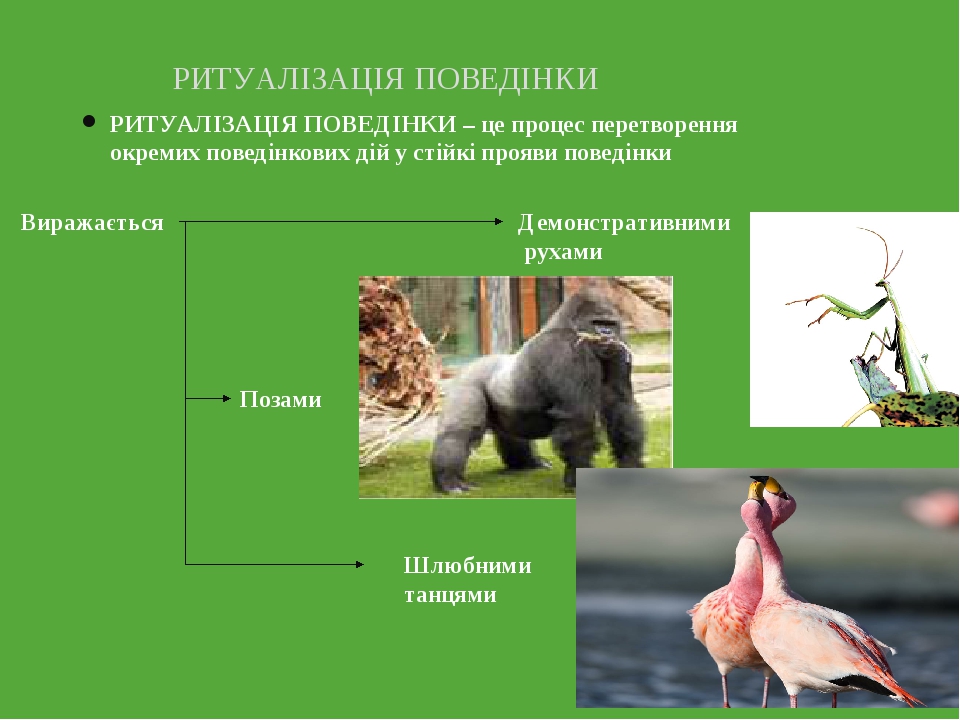 РИТУАЛІЗАЦІЯ ПОВЕДІНКИ – це процес перетворення окремих поведінкових дій у стійкі прояви поведінки РИТУАЛІЗАЦІЯ ПОВЕДІНКИ Виражається Демонстративн...