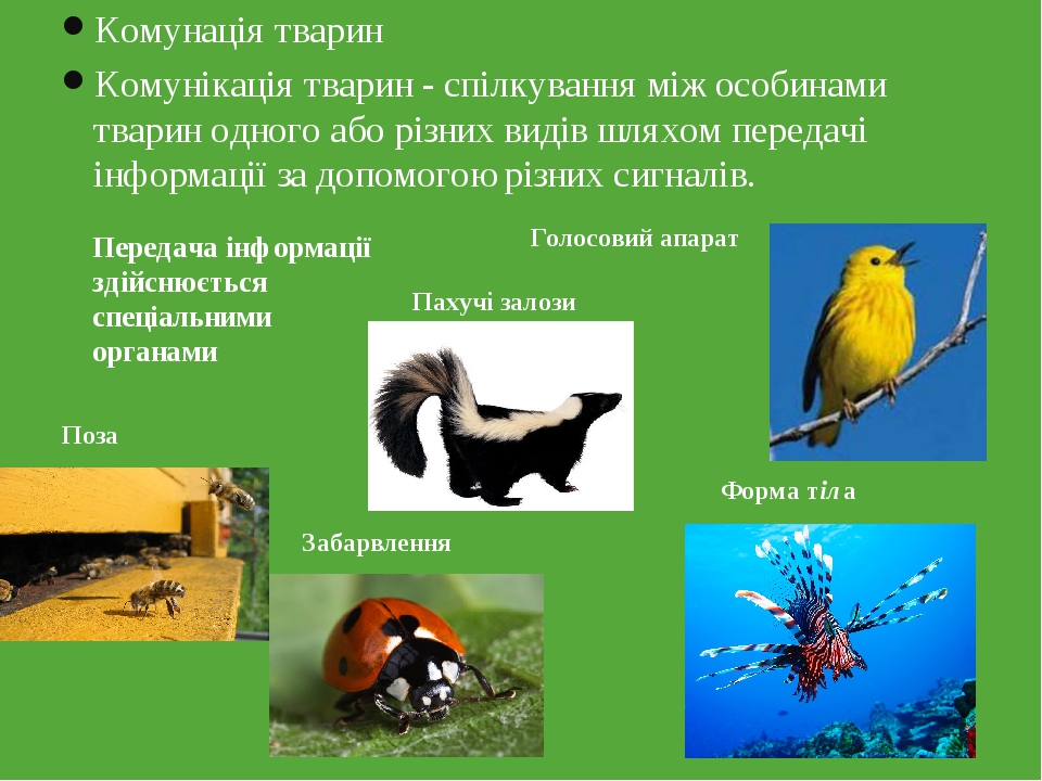 Комунація тварин Комунікація тварин - спілкування між особинами тварин одного або різних видів шляхом передачі інформації за допомогою різних сигна...