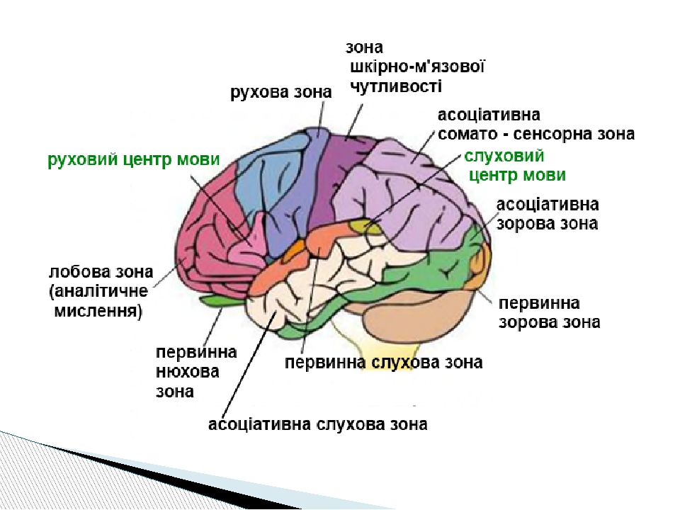 Мозговые центры балканы. Речевые зоны мозга Брока и Вернике. Зоны анализаторов в коре головного мозга. Локализация центров в коре головного мозга. Речевой центр в головном мозге.