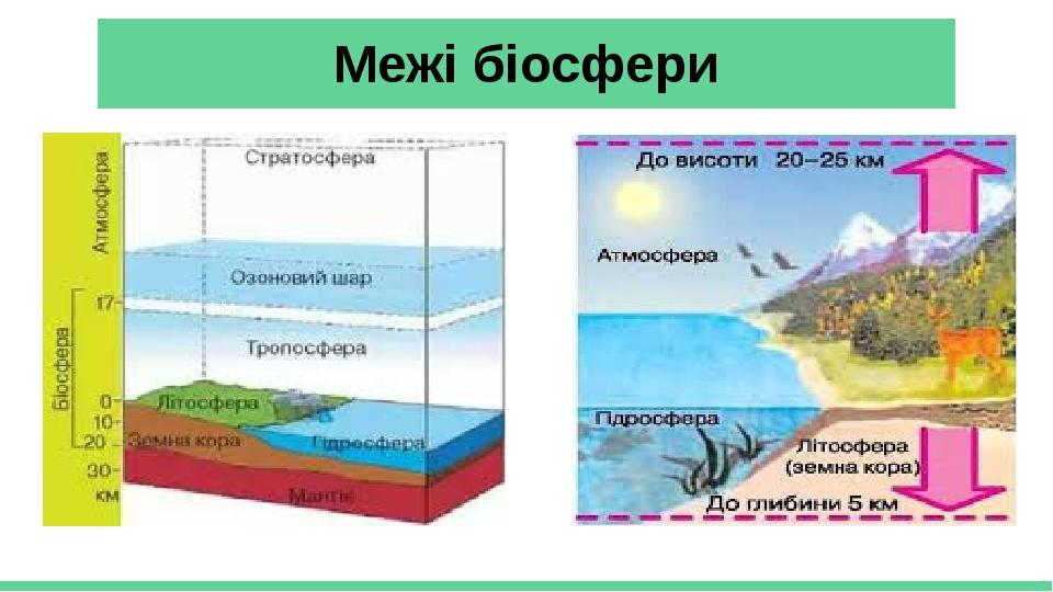 Рассмотрите рисунок изображающий строение биосферы