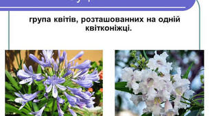 Презентація "Суцвіття, їх типи"