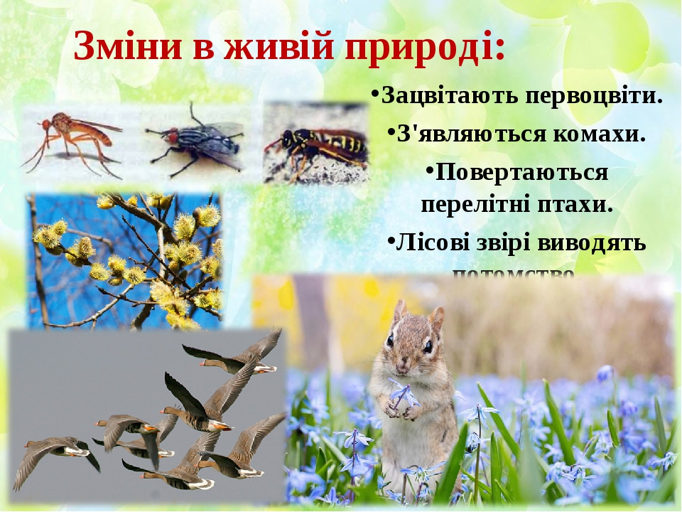Зміни в живій природі: Зацвітають первоцвіти. З'являються комахи. Повертаються перелітні птахи. Лісові звірі виводять потомство.