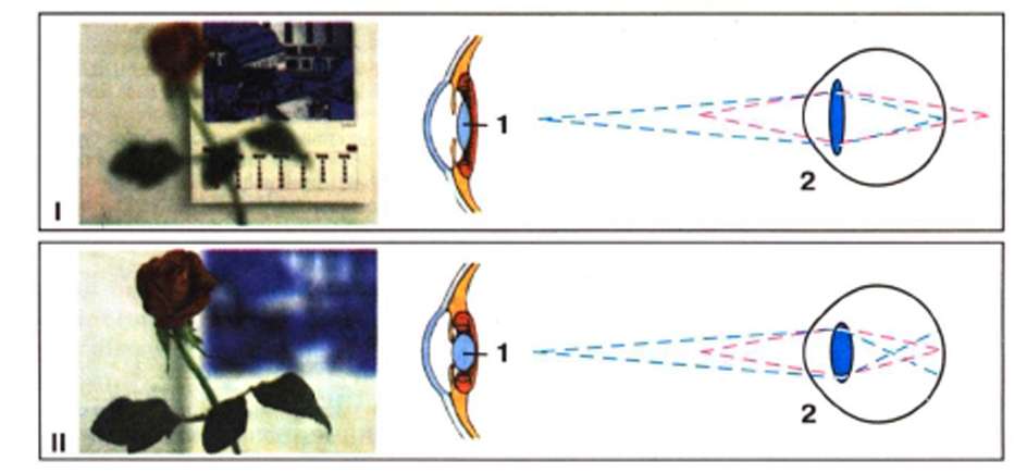 Око схема. Акомодація Ока це. Визначення роздільної здатності людського Ока. Що називають здатністю Ока?.