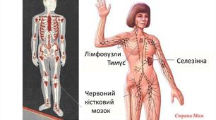 ЛС. Внутрішня медицина. Кровотворна система