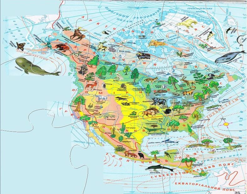 Нанесите на контурную карту природные зоны сша. Карта растительности Северной Америки. Карта природных зон Северной Америки. Карта растительности США. Растительный и животный мир Северной Америки на карте.