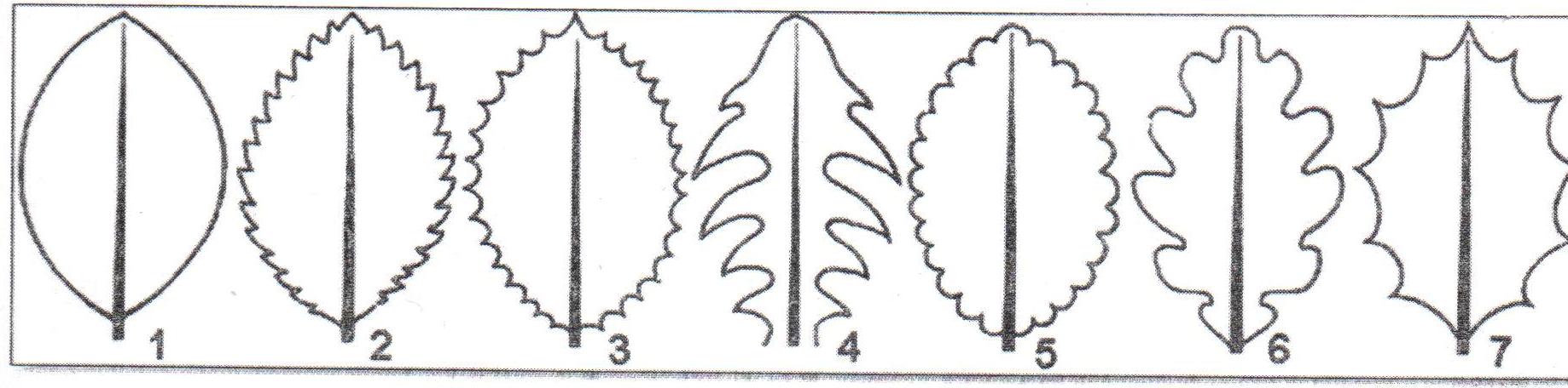 Край листа рисунок. Выемчатый край листовой пластинки. Листья форма края листовой пластинки. Форма края листовой пластинки дуба. Симметричное вырезание листьев.
